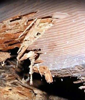 Скрытые повреждения древесины. Экспертиза технического состояния бревенчатого дома. Проблемы деревянных домов. Повреждения древесины деревянного дома.