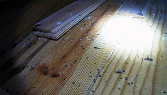 Дереворазрушающие насекомые. Экспертиза технического состояния бревенчатого дома. Проблемы деревянных домов. Повреждения древесины деревянного дома.