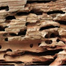 Средство для защиты древесины от гниения и биологических вредителей Shell Guard RTU